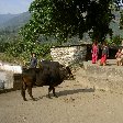 Annapurna base camp trek Nepal Holiday Photos