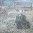 Things to do in Beijing China Travel Package Day Trip to the Zoo in Beijing