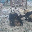 Things to do in Beijing China Diary Experience Day Trip to the Zoo in Beijing