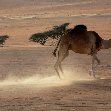 Wahiba Sands Desert Tour Oman Trip Picture