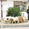 Asmara Eritrea Pictures Travel Blog