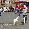 Asmara Eritrea Pictures Vacation Information