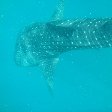 Djibouti whale sharks Vacation Photo