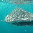 Djibouti whale sharks Travel Photo