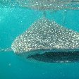 Djibouti whale sharks Travel Photo