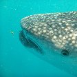 Djibouti whale sharks Review Gallery