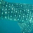 Djibouti whale sharks Vacation Pictures