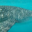 Djibouti whale sharks Holiday Sharing