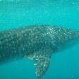 Djibouti whale sharks Trip Pictures