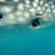 Djibouti whale sharks Album Sharing Djibouti whale sharks