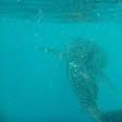 Djibouti whale sharks Blog Review