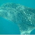 Djibouti whale sharks Vacation Picture Djibouti whale sharks