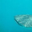 Djibouti whale sharks Travel Photos