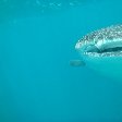 Djibouti whale sharks Vacation Guide