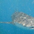 Djibouti whale sharks Photo Gallery