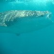 Djibouti whale sharks Holiday Adventure