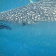 Djibouti whale sharks Holiday Review