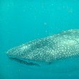 Djibouti whale sharks Diary Pictures