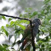 La Paz Waterfall Gardens Vara Blanca Costa Rica Travel Photographs