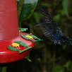 La Paz Waterfall Gardens Vara Blanca Costa Rica Review Picture