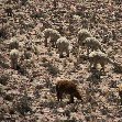 From Arequipe to Chivay and Colca Canyon Peru Adventure