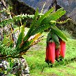 Inca trail to Machu Picchu Peru Travel Package