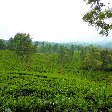 Bogor Botanical Garden Indonesia Travel Blog