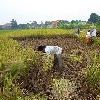 Bogor Botanical Garden Indonesia Review Sharing