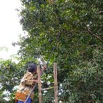 Borobudur buddhist temple Indonesia Album Photos