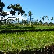 Glenmore plantation in Kalibaru Indonesia Holiday Tips