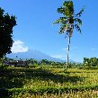 Glenmore plantation in Kalibaru Indonesia Diary Photography