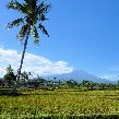 Glenmore plantation in Kalibaru Indonesia Trip Review