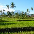 Glenmore plantation in Kalibaru Indonesia Vacation Sharing