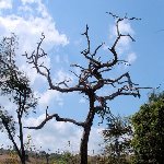 Komodo dragon habitat on Rinca island Indonesia Photos