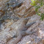 Komodo dragon habitat on Rinca island Indonesia Trip Vacation