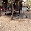 Komodo dragon habitat on Rinca island Indonesia Travel Review