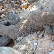 Komodo dragon habitat on Rinca island Indonesia Travel Blog