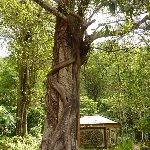 Bedugul Lake Bratan Temple Indonesia Holiday