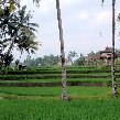   Ubud Indonesia Diary Photography
