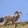 Custer State Park United States Album Photographs