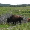 Custer State Park United States Blog Photography