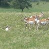 Custer State Park United States Review Gallery