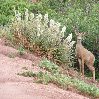 Garden of the Gods Colorado Springs United States Adventure