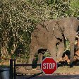 Kruger National Park Nelspruit South Africa Diary Tips Kruger National Park