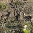 Kruger National Park Nelspruit South Africa Trip Photographs