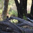   Nelspruit South Africa Diary Picture