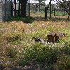 Gweru Antelope Park Zimbabwe Information Gweru Antelope Park