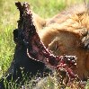 Gweru Antelope Park Zimbabwe Picture Sharing