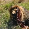 Gweru Antelope Park Zimbabwe Trip Sharing