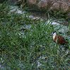 Gweru Antelope Park Zimbabwe Blog Adventure